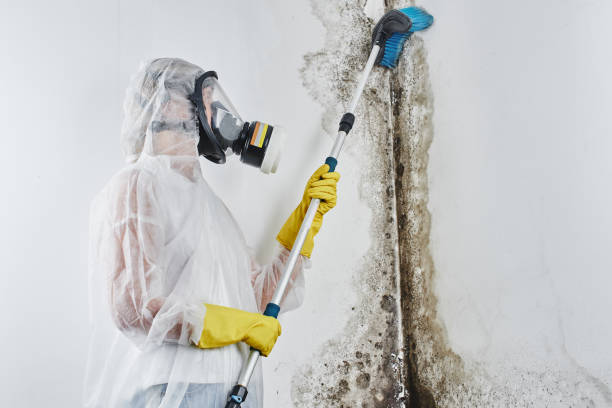 Best Crawl Space Mold Remediation in La Selva Beach, CA
